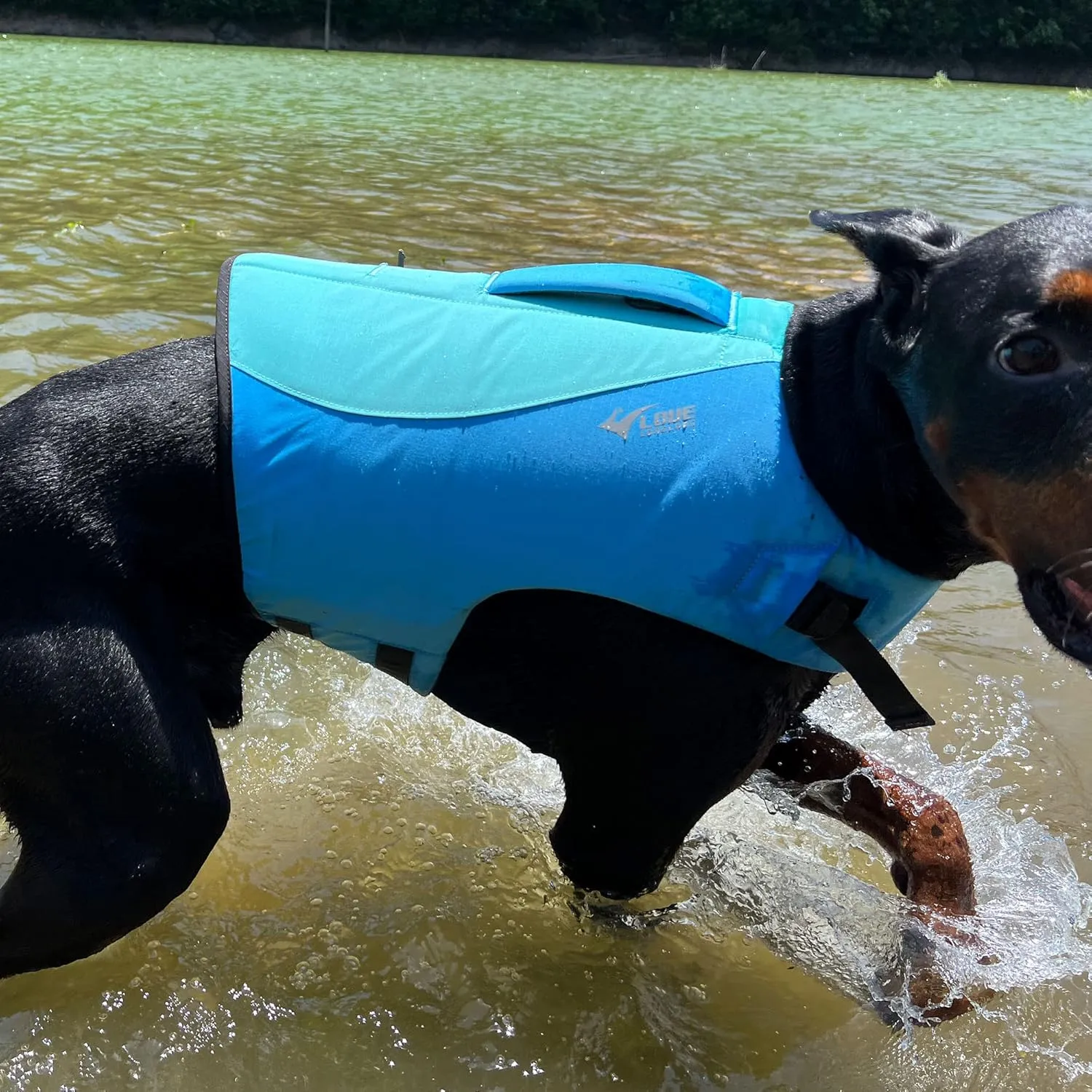 Dog Life Jacket, Sport Style Dog Float Coat with Excellent Buoyancy, Stylish Dog Swimming Safety Vest with Rescue Handle for Small Medium Large Dogs Turquoise XL