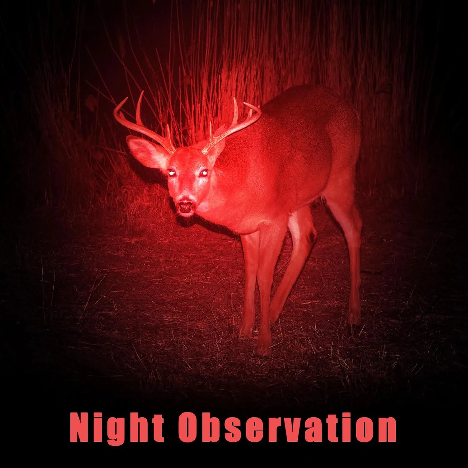 Honoson 3 Pieces Red Light Flashlight LED Single Mode Torch 1 Mode Scalable Red Lens Filter Flashlight for Night Astronomy Aviation Observation Beach Turtle Safe